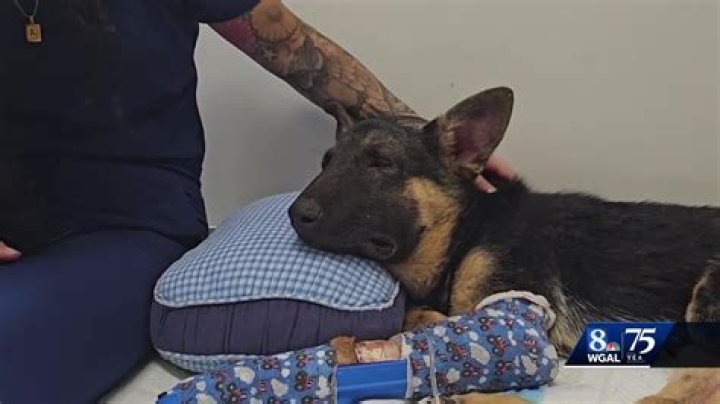 
Who is Robert Garon? Robert Garon charged with animal cruelty. 